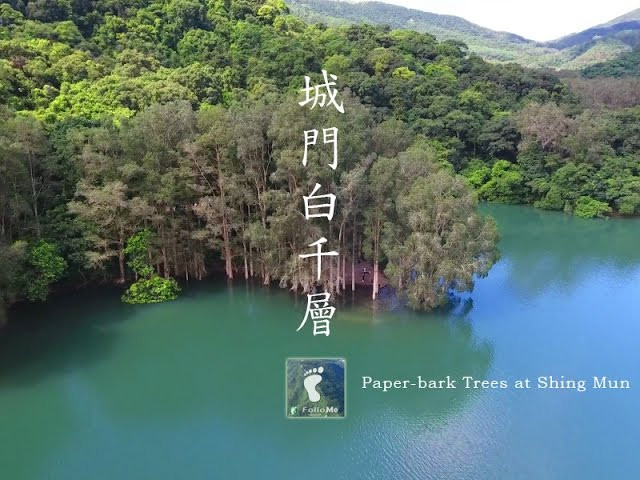 湖中林 － 城門白千層