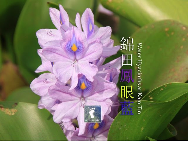 朝生暮死 － 錦田鳳眼藍